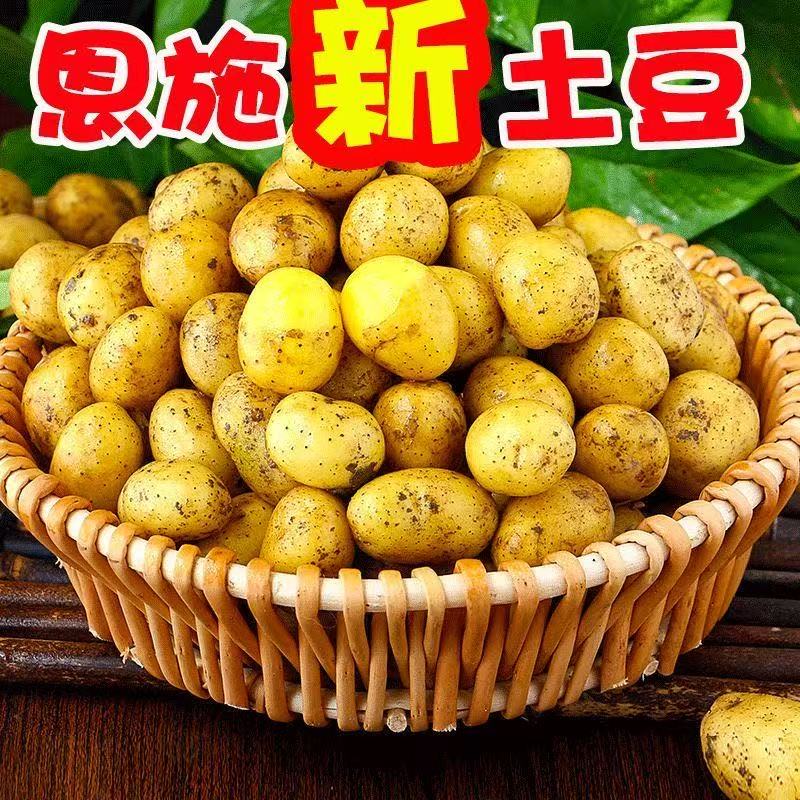 老品种粉糯沙黄心土豆马铃薯洋芋黄皮贵州高原威宁本地新鲜现挖