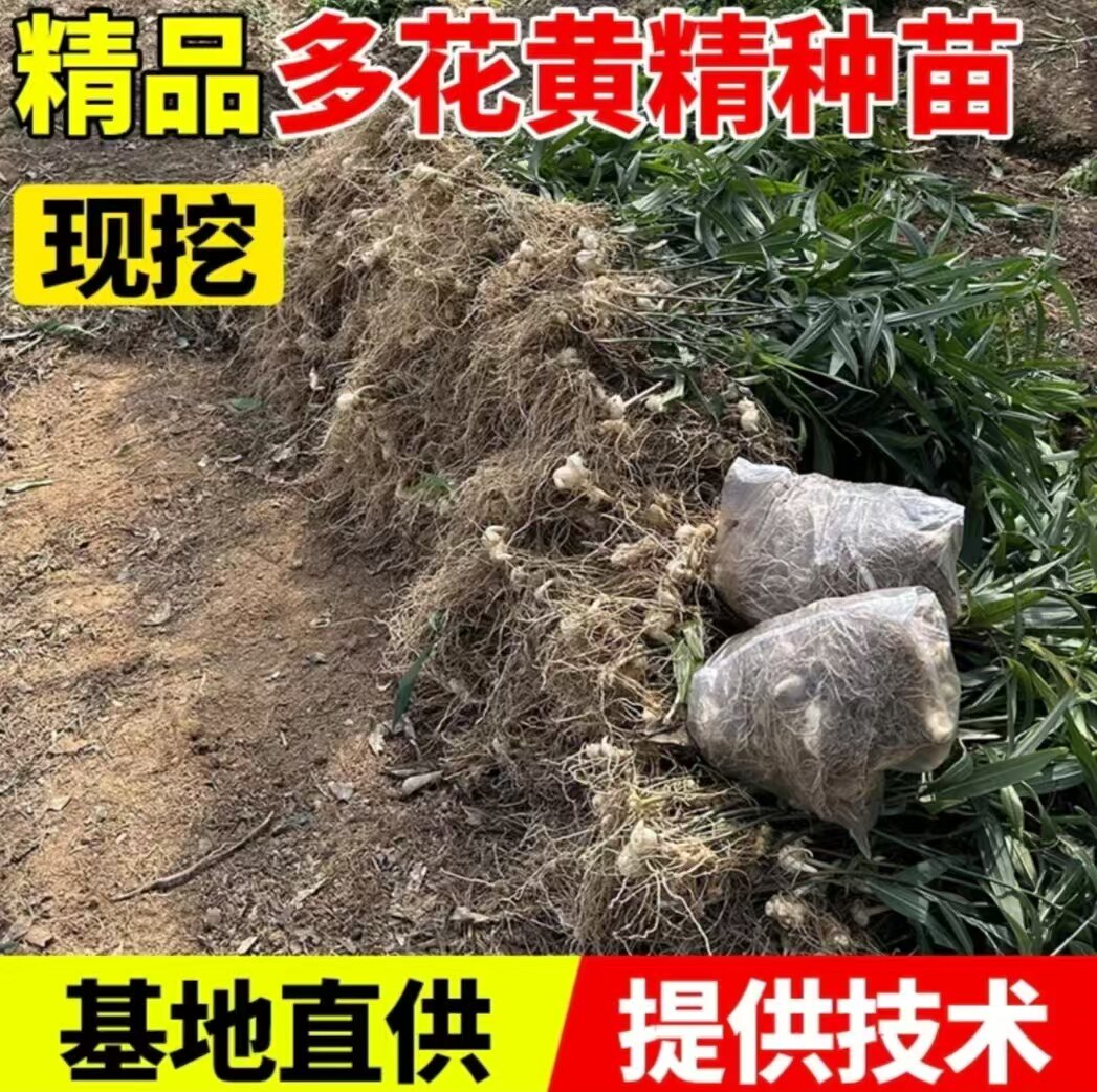 多花黄精苗姜型不倒苗黄精药材种苗老虎姜苗甜黄精苗高产黄精种苗