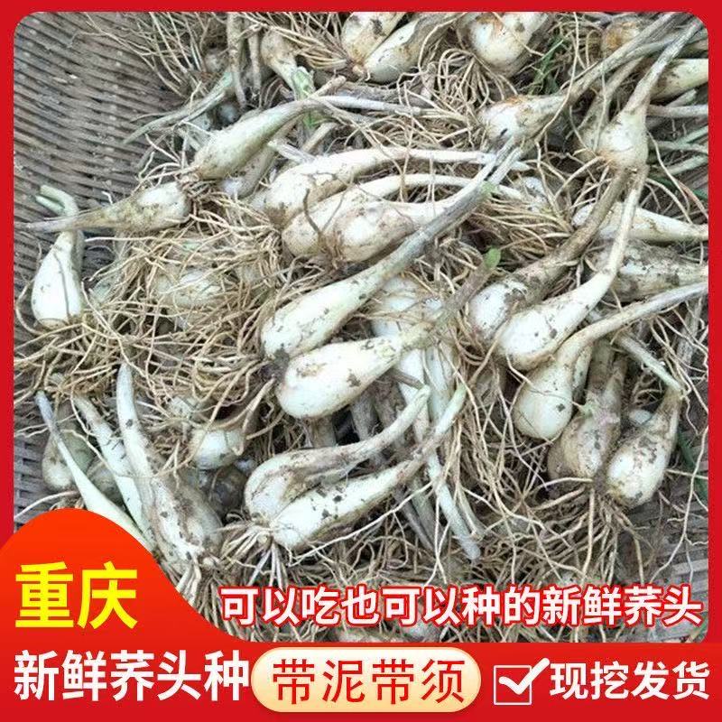 藠头种子大个荞头江西茭头农家自种新鲜蔬菜现挖无叶教头种包邮