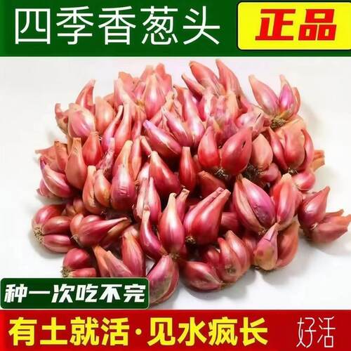 四季盆栽阳台小香葱种子红根火葱苗干葱头种籽优选可种