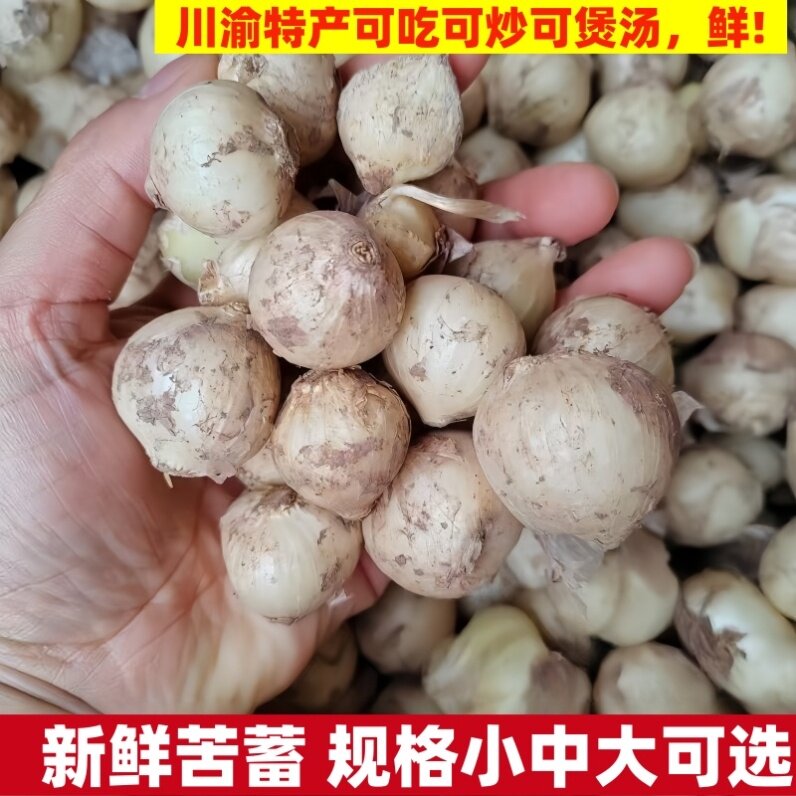 品质苦藠团葱新鲜蔬菜四川苦藠种野葱头小蒜头薤白野生苦叫