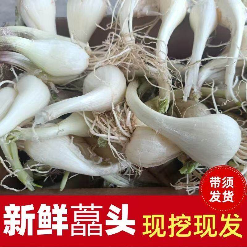藠头种子大个荞头江西茭头农家自种新鲜蔬菜现挖无叶教头种子包