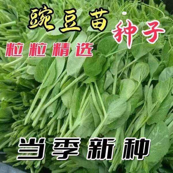 豌豆豆种豆苗苗种尖蔬菜孑甜豌豆种籽荷兰盆栽菜种碗豆苗