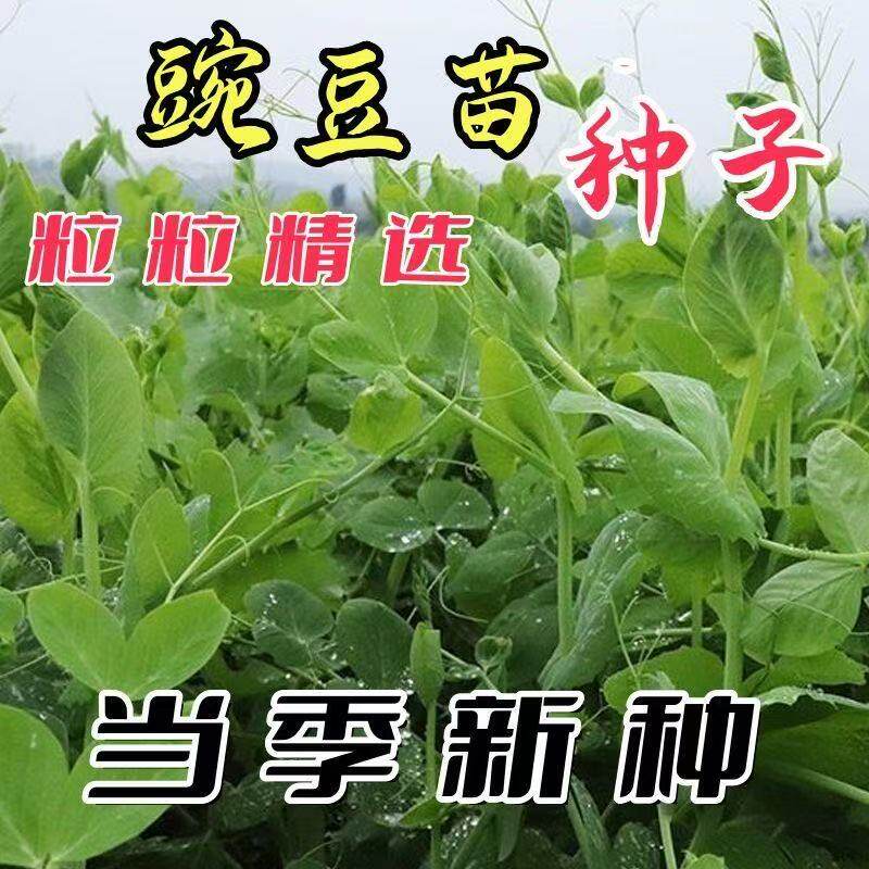 四季播种植芽苗菜豌豆尖种子甜豌豆苗种籽龙须豌豆荷兰豆