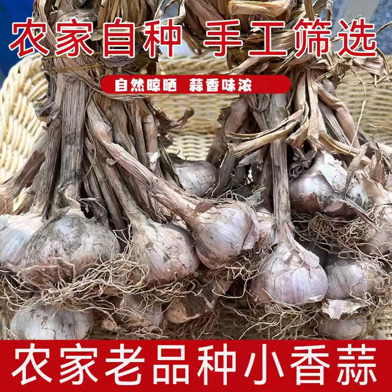 连州蒜头独头蒜小香蒜农家本地土蒜香蒜紫皮白衣大蒜盆栽种植栽培