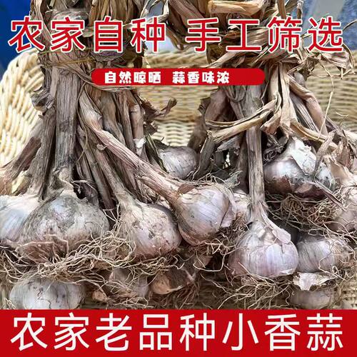 连州蒜头独头蒜小香蒜农家本地土蒜香蒜紫皮白衣大蒜盆栽种植栽培