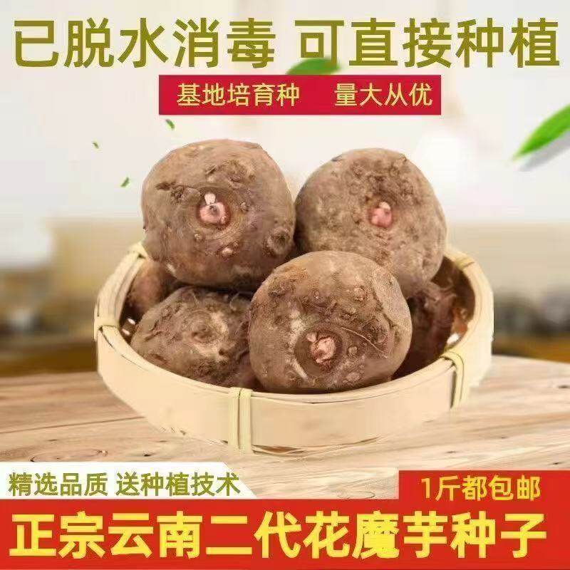 二代核桃大花魔芋种苗新鲜脱水高发芽率四川产地直供魔芋种图片