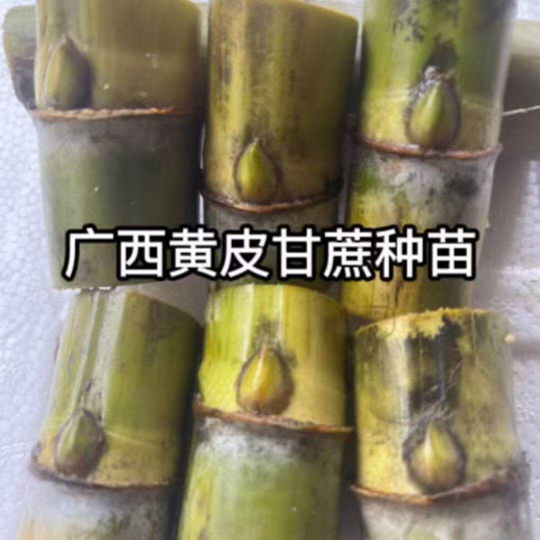 黄金白玉黄皮甘蔗种苗正宗广西产带芽易活室内外盆栽水果甘蔗苗