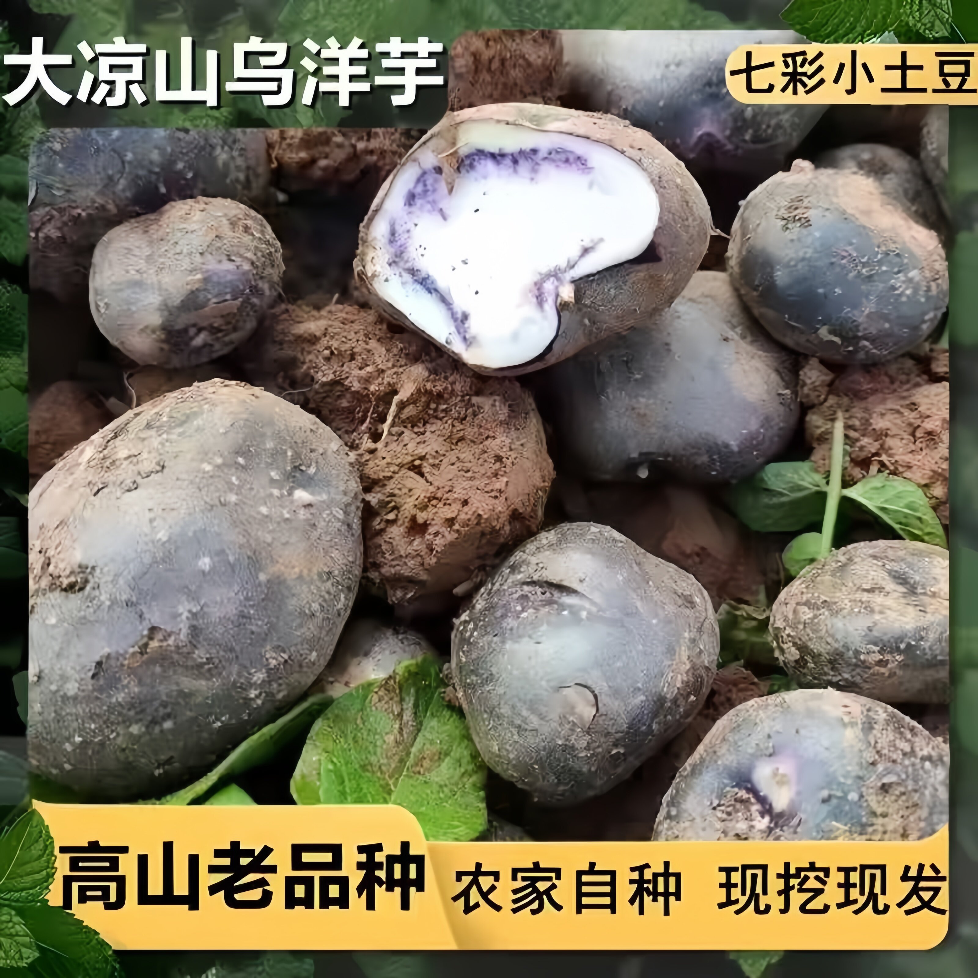 四川 乌洋芋七彩土豆马铃薯迷你五彩土豆产地紫色洋芋新鲜农产品