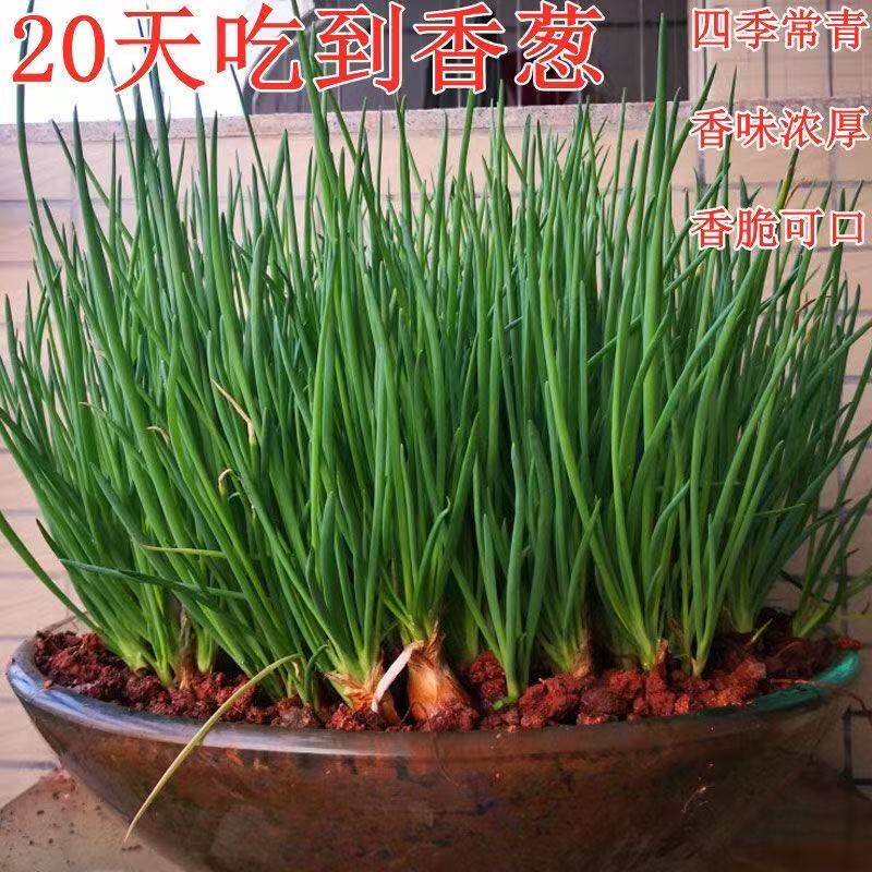 农家现货四季小香葱种火葱红头葱苗阳台干葱头种籽可种10包邮