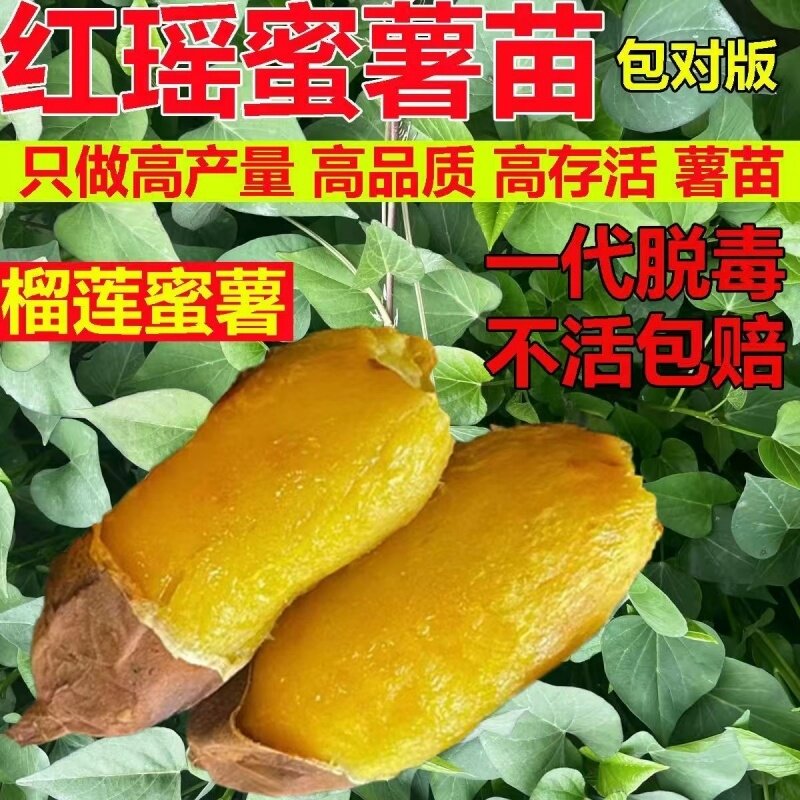 无丝香甜种植秧苗板栗黄心地瓜蛋黄心黄金番薯脱毒培育高产栽种苗