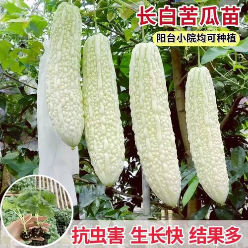 高产特大苹果苦瓜苗带土秧苗绿剑白苦瓜可生吃四季盆栽蔬菜苗子