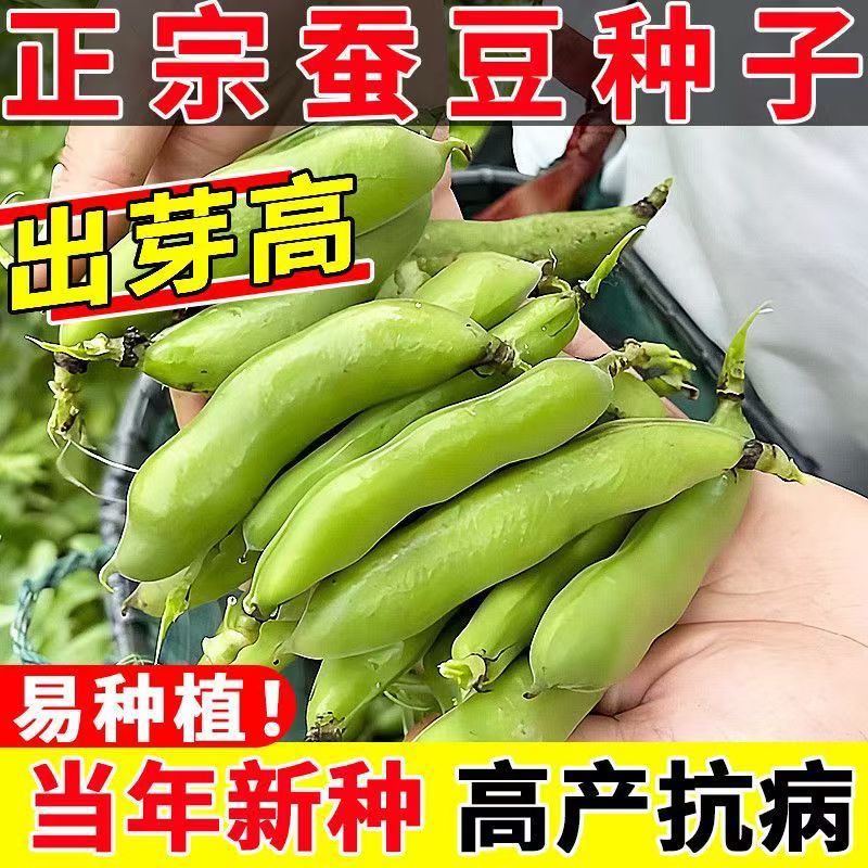 绿心青皮蚕豆种子高产早熟耐寒七星罗汉豆种籽春秋冬播种蔬菜菜种