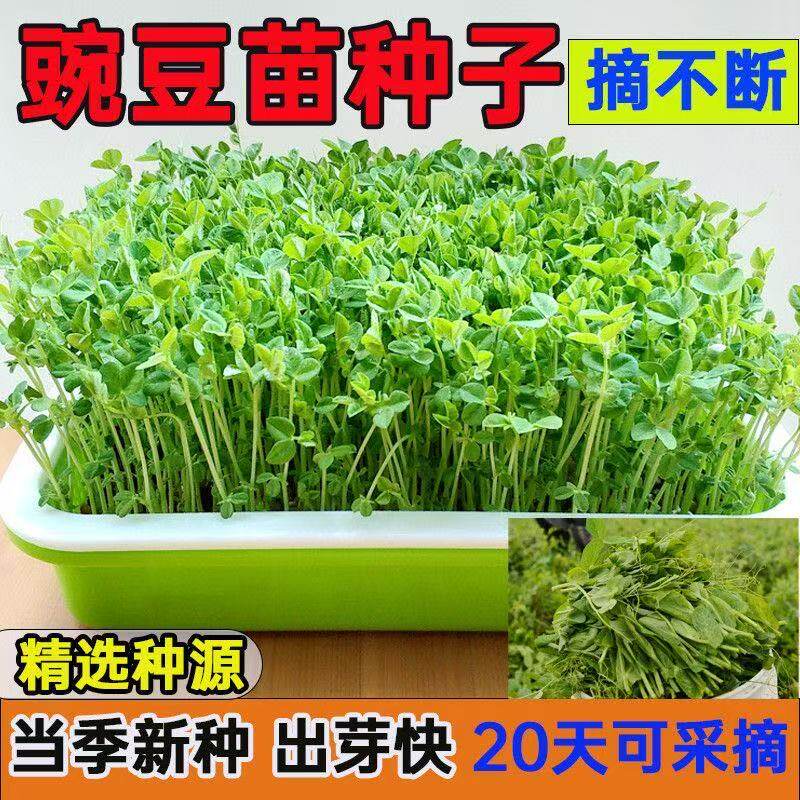 豌豆苗籽四川大无须豌豆尖种子水培秋季蔬菜籽芽苗菜种籽