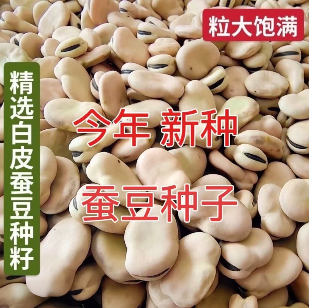 新种大粒白皮蚕豆种子白蚕豆大粒胡豆薄皮耐寒蔬菜种早熟可发芽