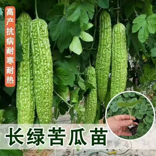 本地老品种苦瓜苗带土秧苗疙瘩绿苦瓜特大肉苦瓜四季盆栽蔬菜苗
