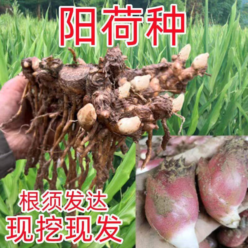 阳荷姜根苗新鲜现挖洋霍火洋河易种农家蔬菜种阳荷姜种根子