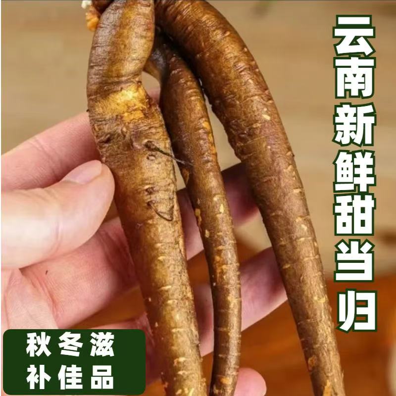 云南新鲜甜当归现挖西归整根散装独角归药膳火锅无硫野生炖鸡食材