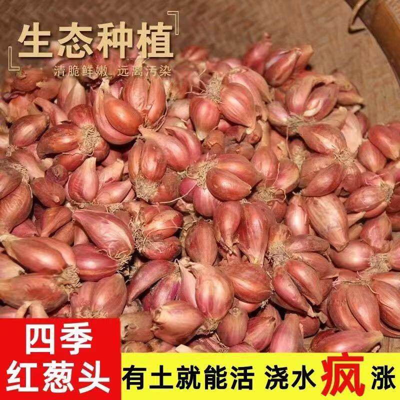 四季小香葱种火葱红头葱苗阳台盆栽干葱头种籽优选红葱头新鲜