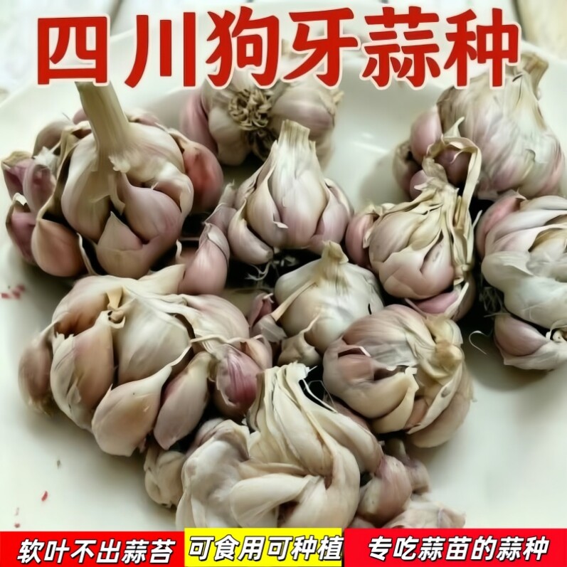 四川软叶狗牙蒜种不出蒜苔生蒜苗新1代原种春秋播耐寒高产易种