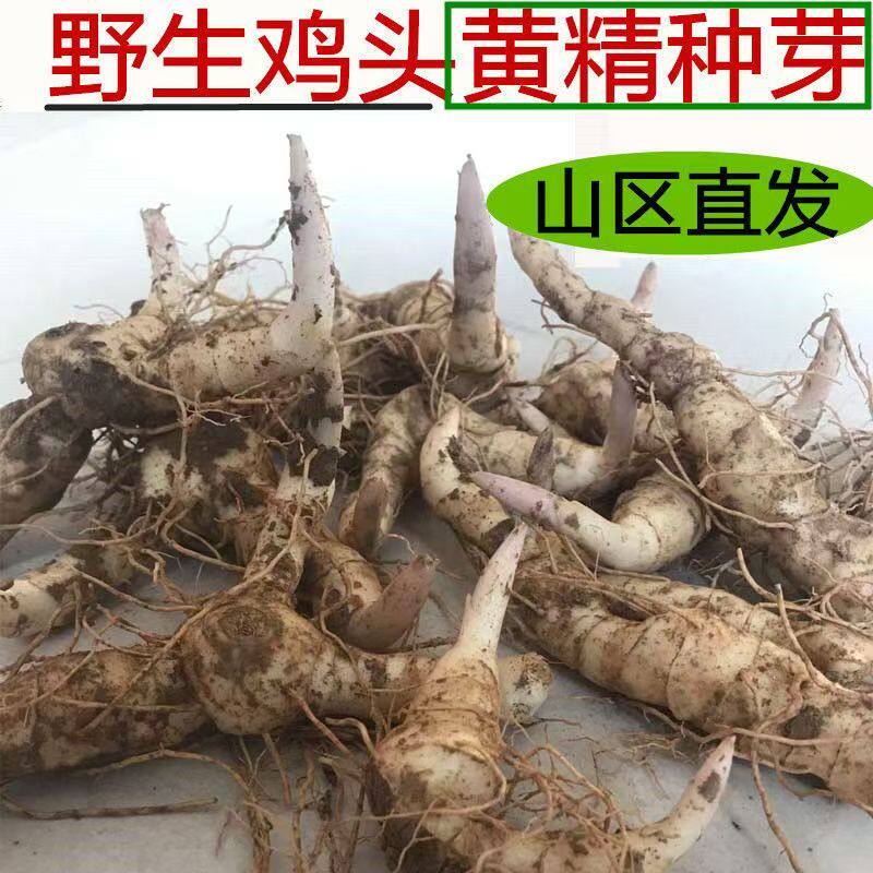 老虎姜种子中药材苗黄精种苗四川姜型多花不倒苗甜黄精种植苗