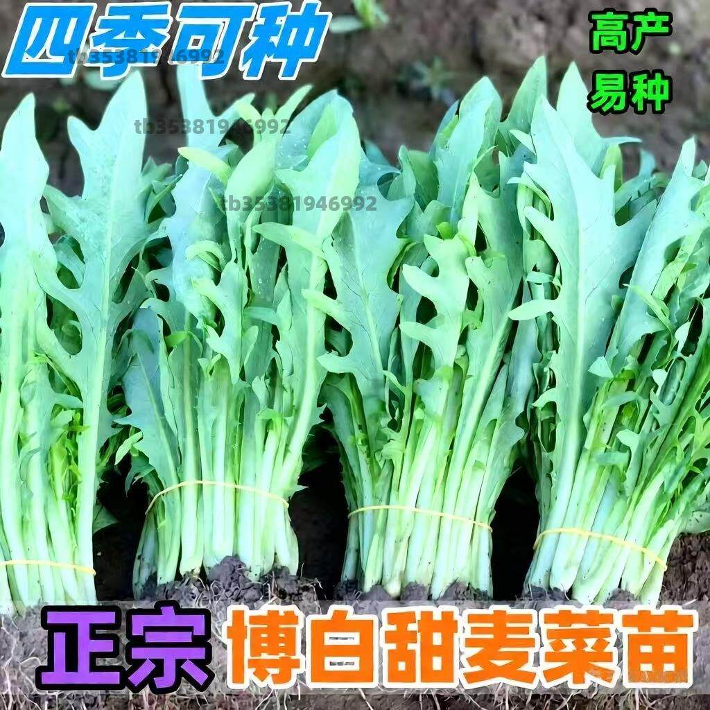 正宗广西博白甜脆麦菜秧苗阳台盆栽高州大圆叶四季种苦麦蔬菜