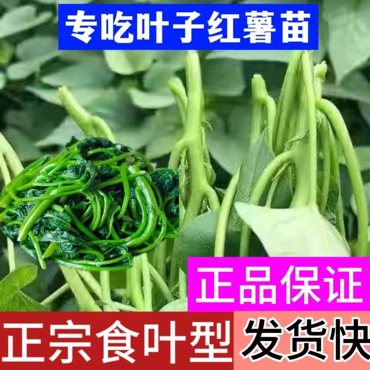 食用叶型红薯苗种苗皇后蔬菜吃叶番薯叶苕尖苗地瓜子藤红蜜薯种植