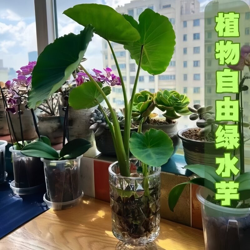 水培芋头苗室内阳台假山造景盆栽净水易活水生植物懒人绿植花卉