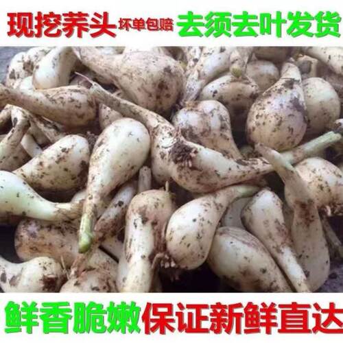 藠头新鲜荞头农家蔬菜时令泡菜现挖现发去须小蒜茭头5斤包邮教头