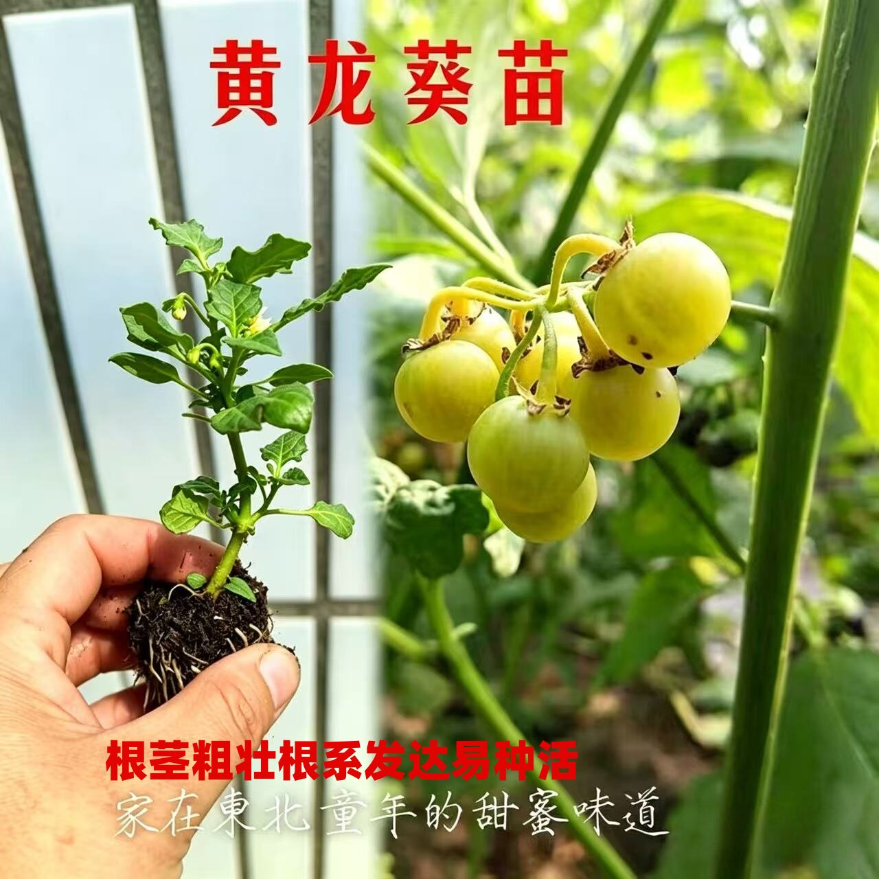 龙葵苗盆栽种植黑悠悠种苗黄悠悠种苗黄天天苗野生龙葵苗黑天天
