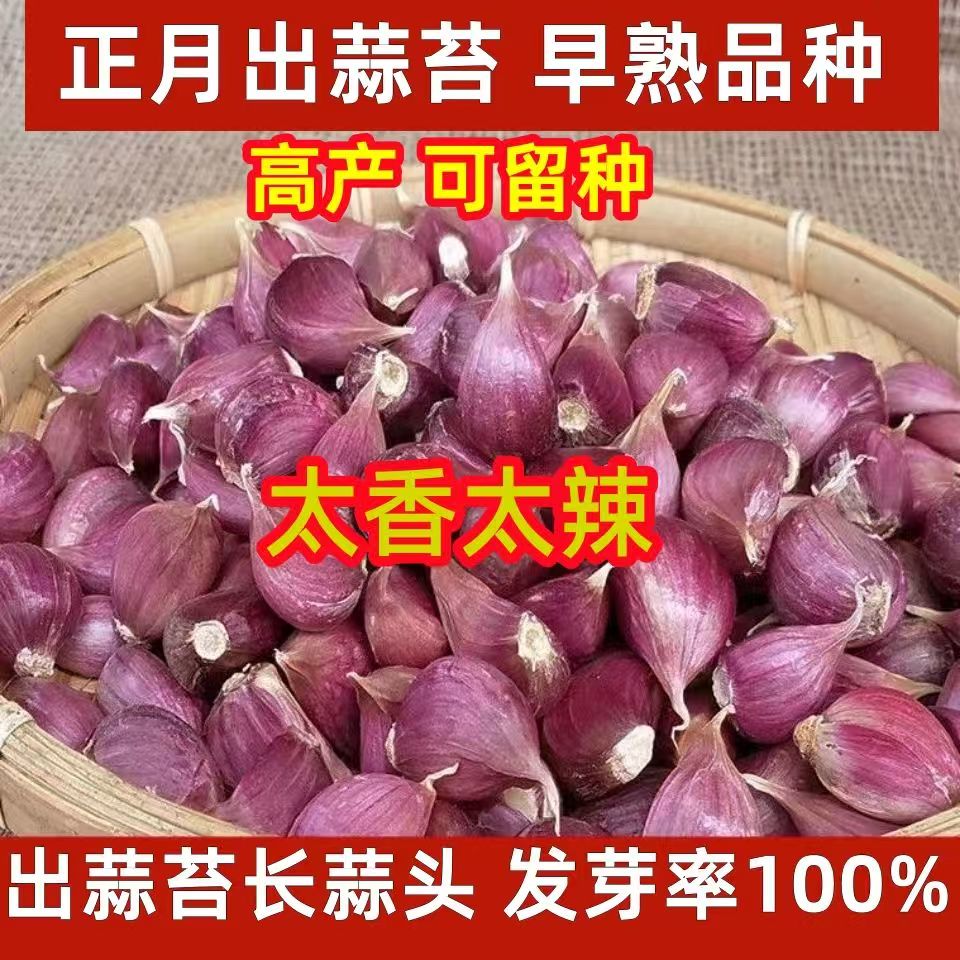 今年新货正宗山东紫皮蒜瓣老品种鲜干蒜红皮香蒜可吃可种红根蒜苗