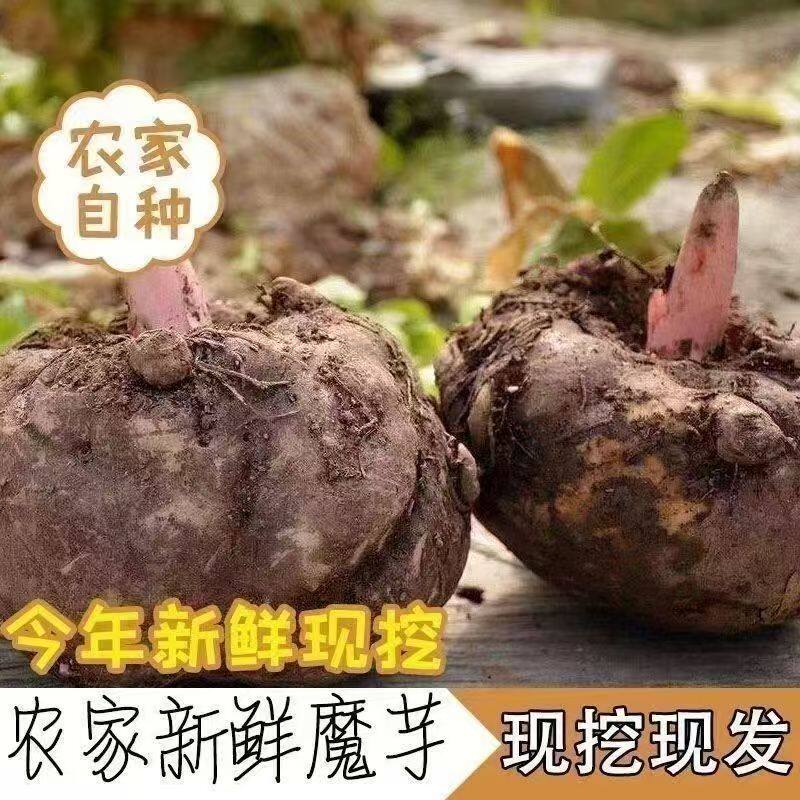 贵州农家自种魔芋新鲜现挖现发魔芋豆腐制作原材料豆腐大魔芋新鲜