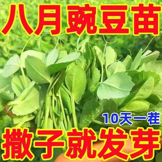 四季豌豆尖种子四川无须豌豆苗四季秋季菜园阳台盆栽蔬菜