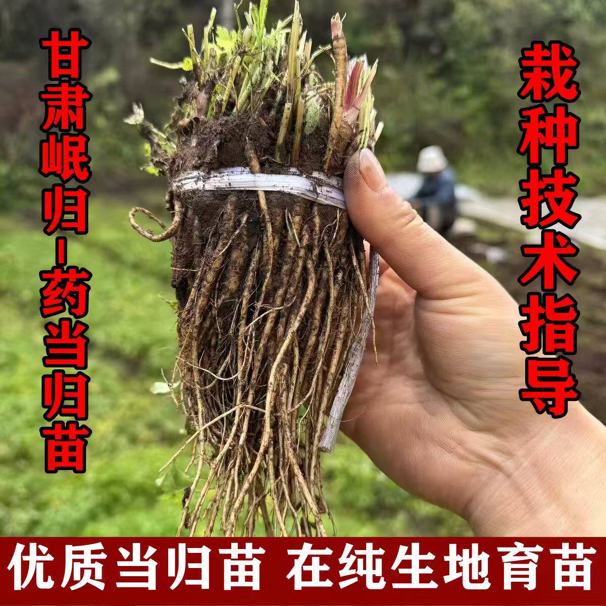 中草药种苗盆栽地栽当归苗黄芪苗党参苗甘肃岷县现挖现发保证发芽