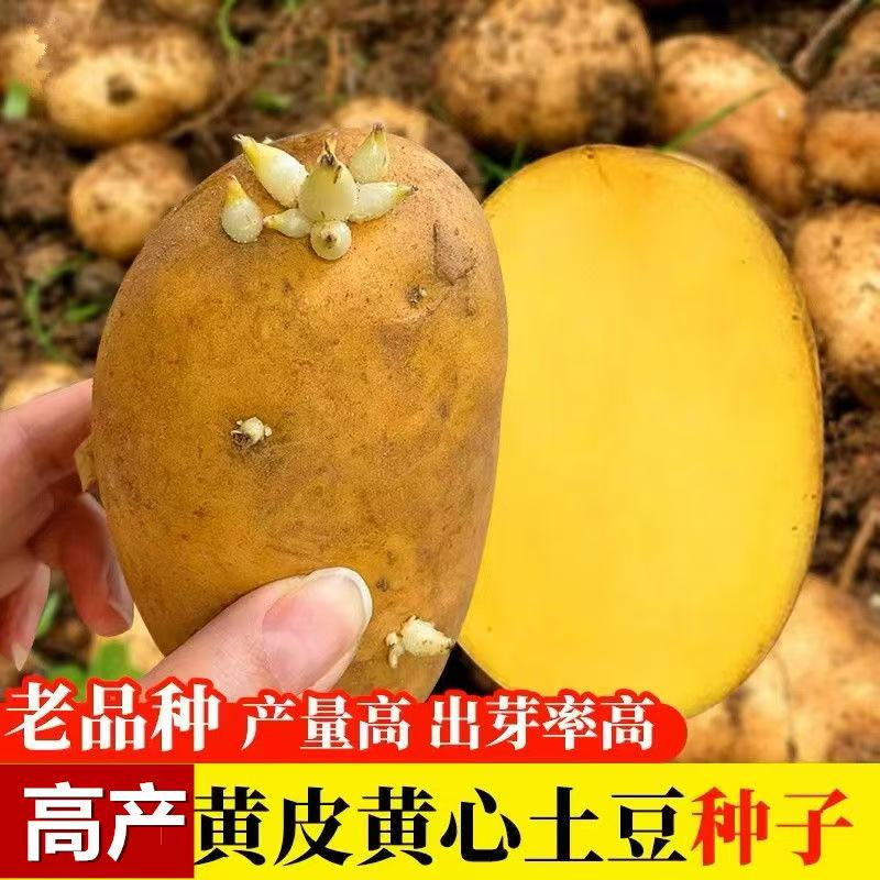 湖北恩施农家黄心土豆种子25年老品种洋芋马尔科马铃薯种带芽