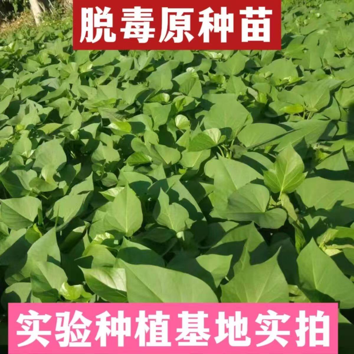 苕尖种子植蔬菜盆栽红薯叶苗专吃叶的种苗食叶型番薯叶苗秧地瓜苗