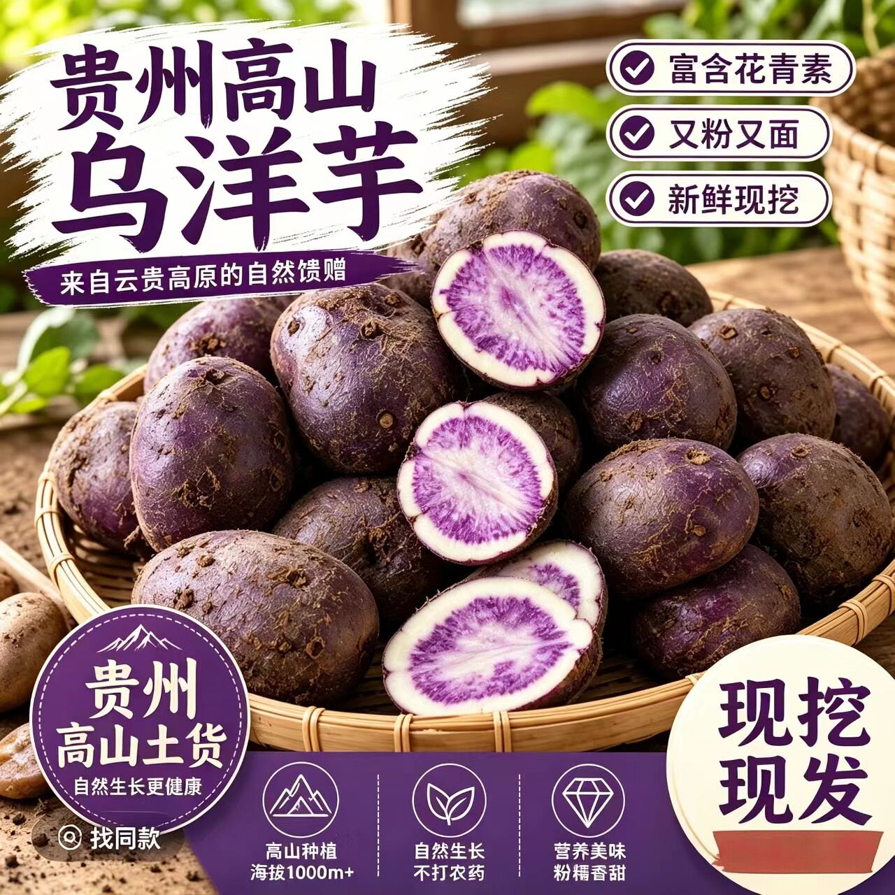 贵州高山新鲜现挖老品种黑金刚乌洋芋七彩紫心小土豆粉面香糯包邮