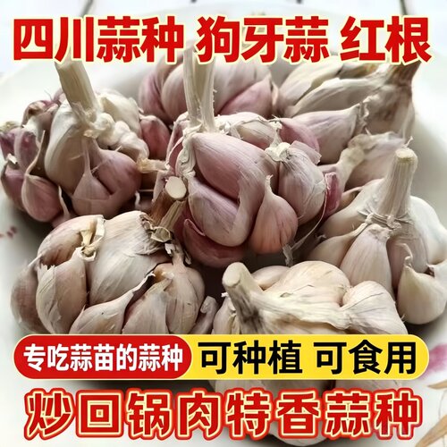 软叶狗牙紫皮蒜种四川正宗红皮蒜苗籽黄叶香辣庭院种植耐寒原种