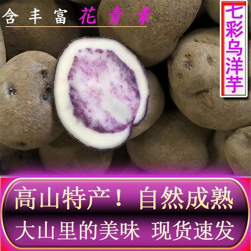 土豆现挖农家高山迷你紫色小马铃薯新鲜七彩乌洋芋