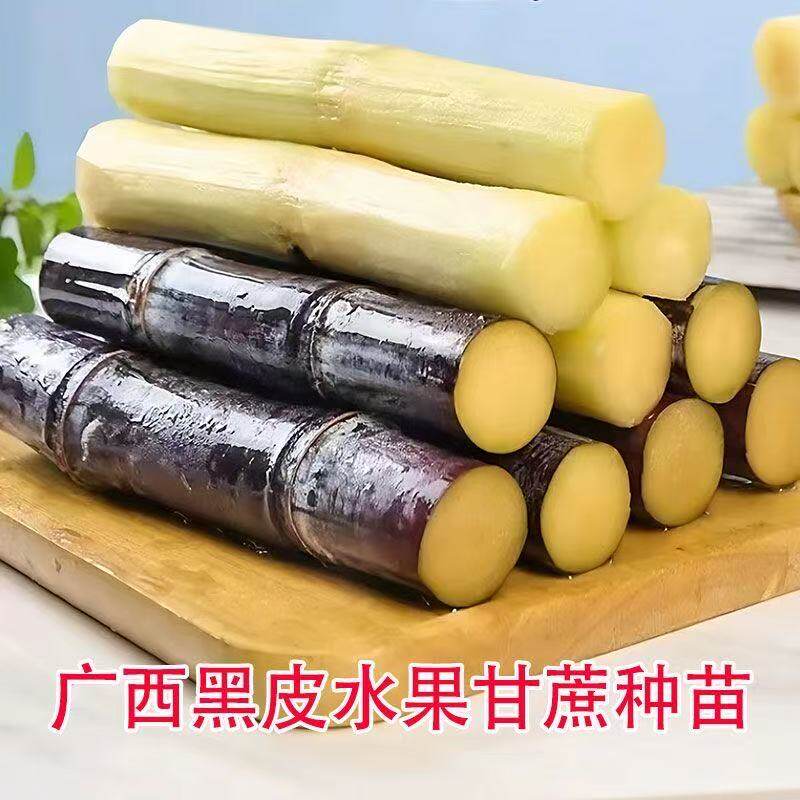 广西正宗黑皮甘蔗种节南北可种薄皮脆甜水果甘蔗种苗带芽发货