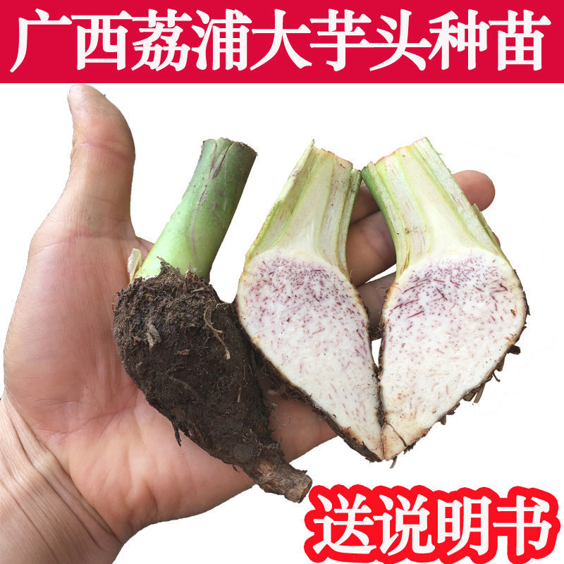 正宗广西荔浦芋头种苗大芋头种植苗槟榔紫藤香芋蔬菜种苗育苗子仔图片