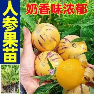 云南奶香人参果树果苗幼苗种籽黄心白心圆果大果带土人生果苗种植