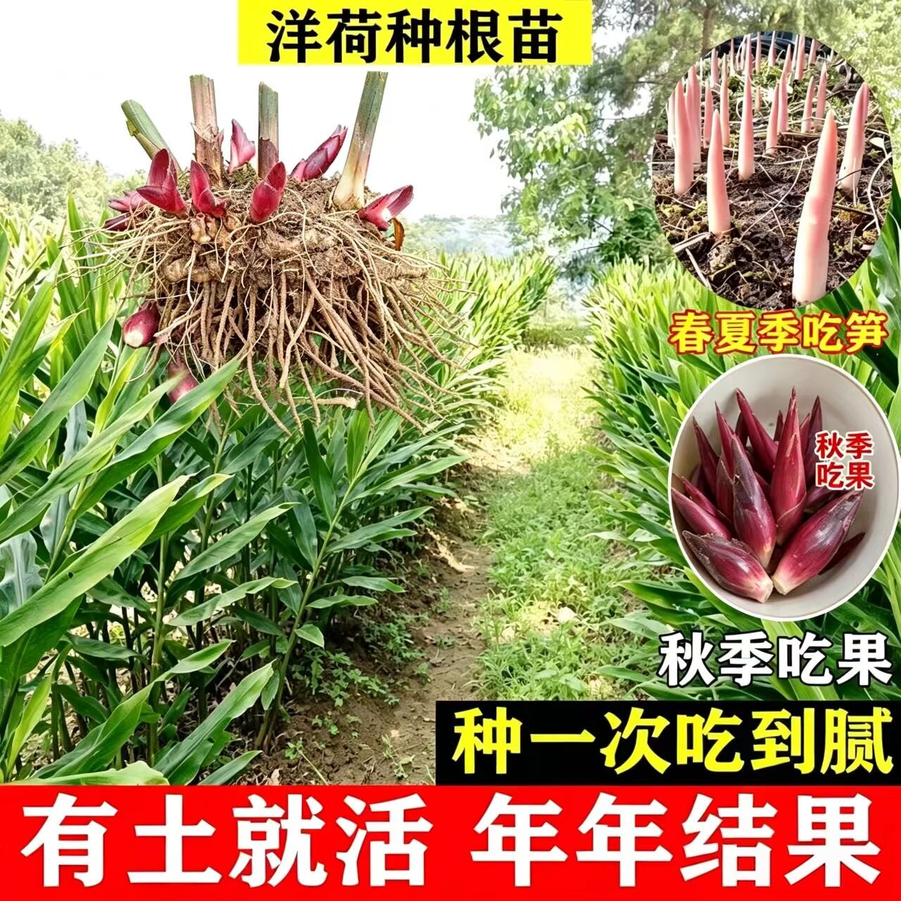 红阳荷姜根苗高山老品种易成活