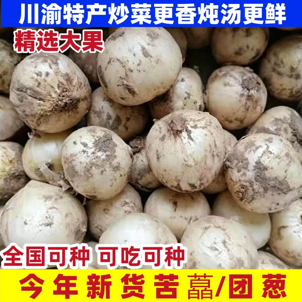 野山葱种籽苦藠头种子薤白小根蒜野生胡葱农家蔬菜种籽批发