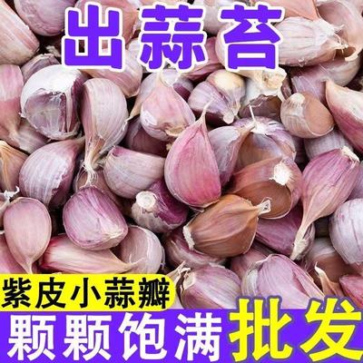 农家宽叶早蒜紫皮大蒜种子红皮大蒜出蒜苔红根蒜苗可带芽发货