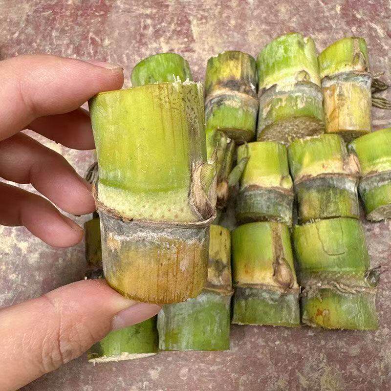 黑皮甘蔗种苗高产中节带芽苞室内外盆栽绿植水果甘蔗种植苗籽