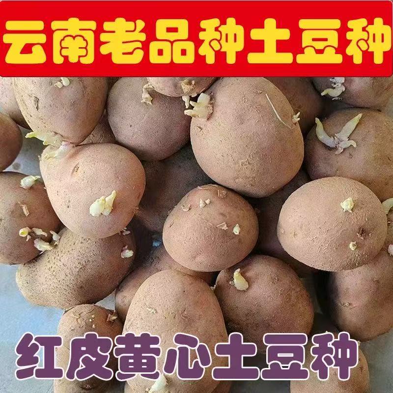 农家自种高产生红皮土豆种子马铃薯洋芋农家自种高产生红皮土豆种