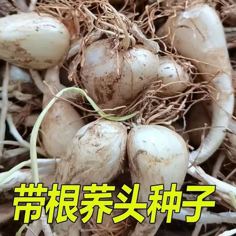现挖特嫩荞头种子叫头时令蔬菜茭头种子荞头种可吃可种新鲜带根