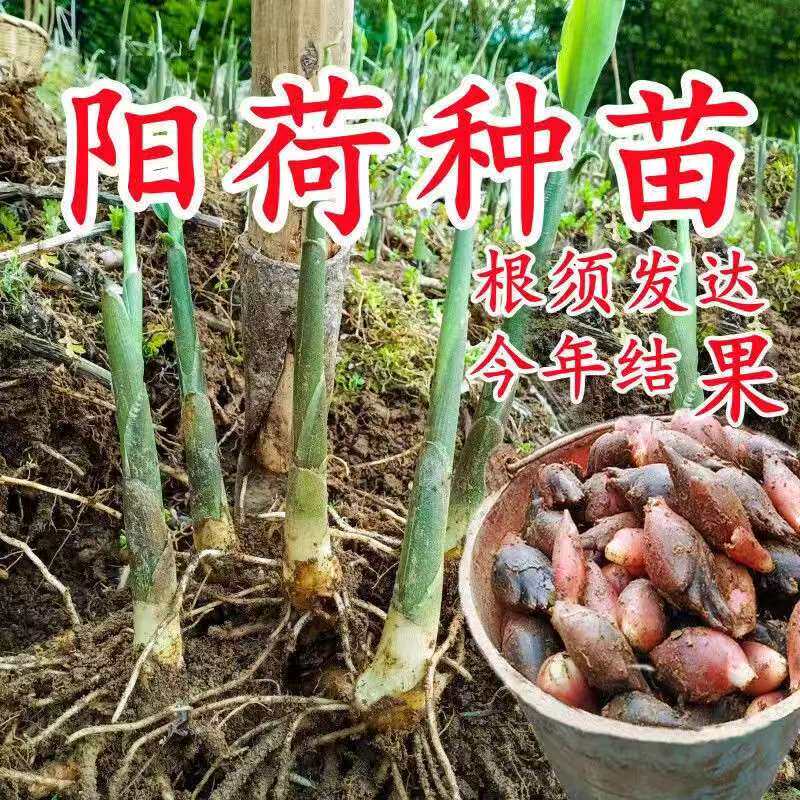 阳荷姜根苗新鲜阳荷种根洋藿种子农家种植阳台盆栽蔬菜种苗