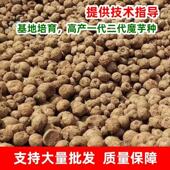 贵州黑杆花魔芋种一代可直接种植脱水消毒高产抗病魔芋种籽